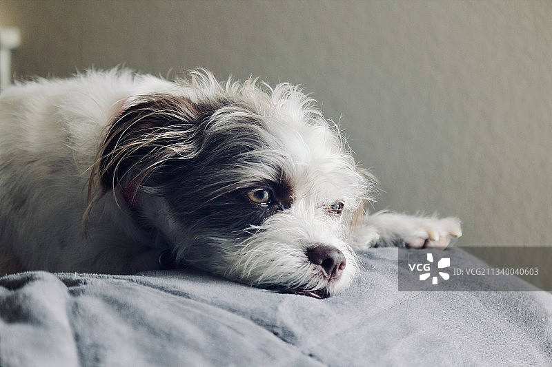 纯种狗在家中床上放松的特写图片素材