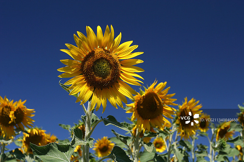 晴空下的向日葵特写图片素材