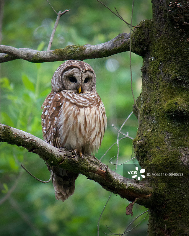 美国穴鸮栖息树枝肖像图片素材