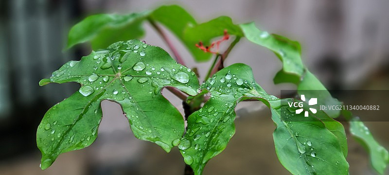 雨季潮湿植物叶片的特写镜头图片素材