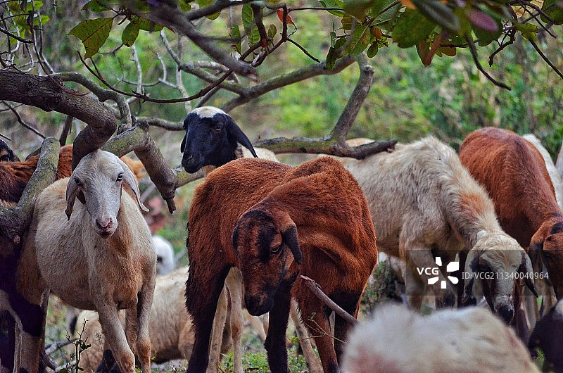 田野里的山羊特写图片素材