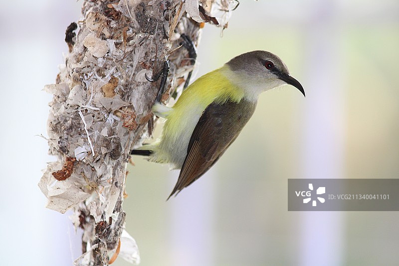 栖息在树上的热带鸣禽特写图片素材
