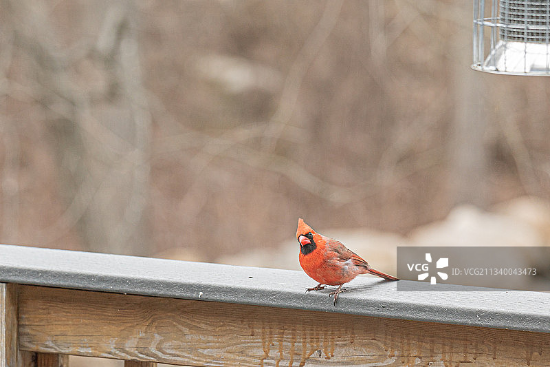 美国金斯顿：栖息在栏杆上的麻雀特写图片素材