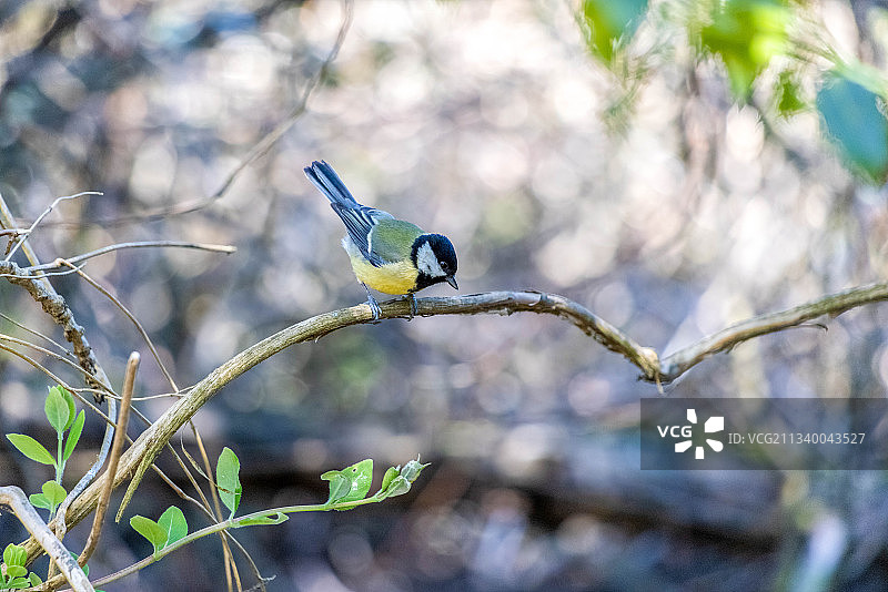 栖息在树枝上的鸣禽特写，英国东格林斯蒂德图片素材