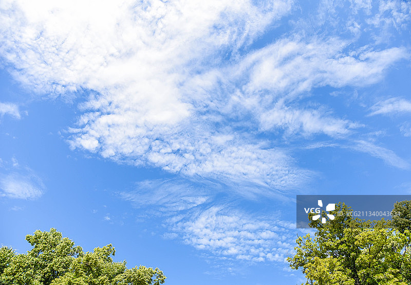 仰视角度拍摄的蓝天下树木，乌克兰图片素材