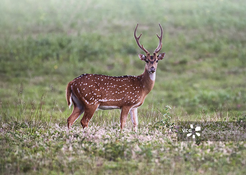 斯里兰卡田野上的鹿侧视图图片素材
