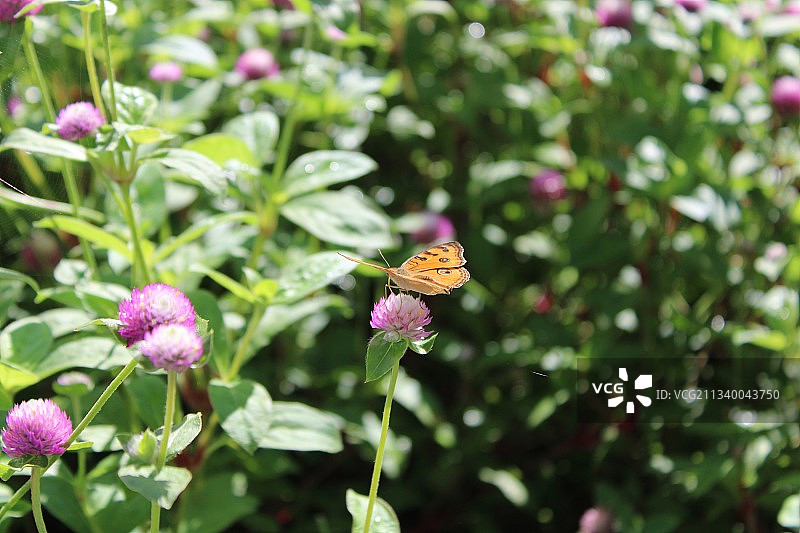 蝴蝶在粉红色花朵上授粉的特写镜头图片素材