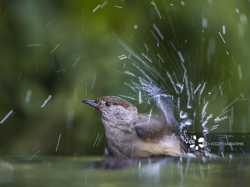 栖息在水上的鸣禽鸟类特写，法国图片素材