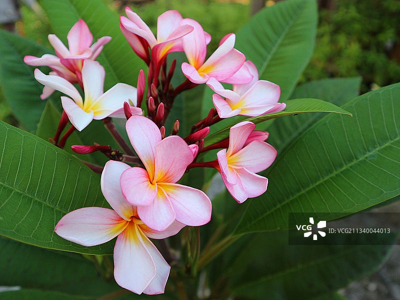 粉红色开花植物的特写图片素材