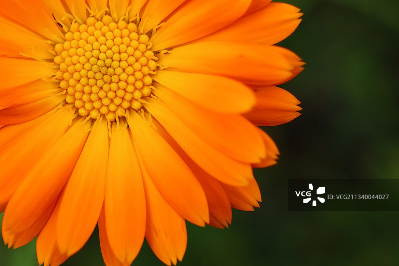 乌克兰橙色花朵特写图片素材