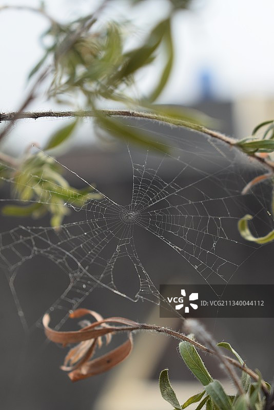植物上的蜘蛛网特写图片素材