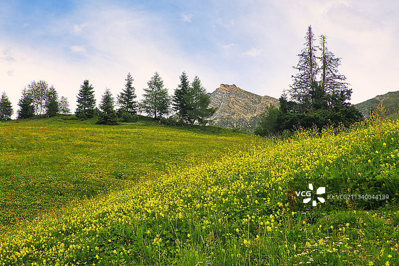 意大利布伦纳油菜花田风光图片素材