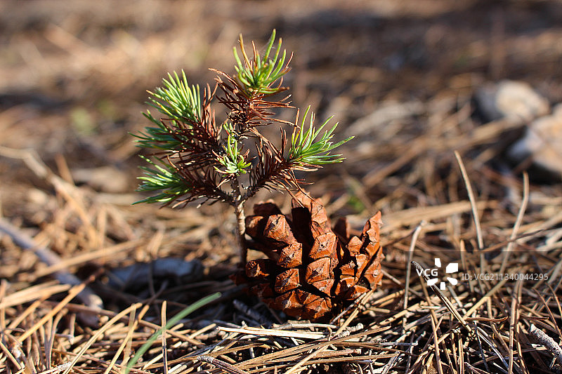 卡塞林省塔拉地区的松果特写图片素材