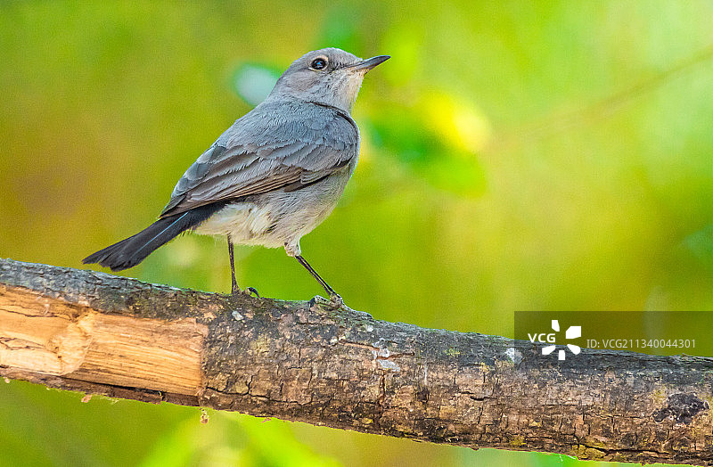 栖息在树枝上的鸣禽鸟类特写图片素材