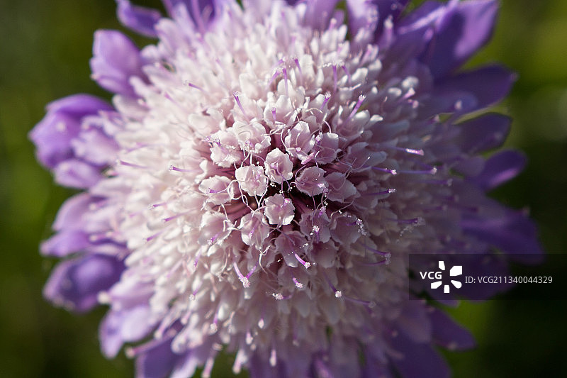 紫色开花植物特写，卡塞林，突尼斯图片素材