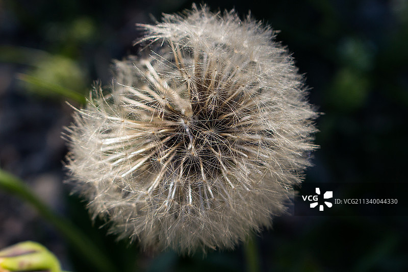 特写：突尼斯凯塞林省塔拉赫的蒲公英花朵图片素材