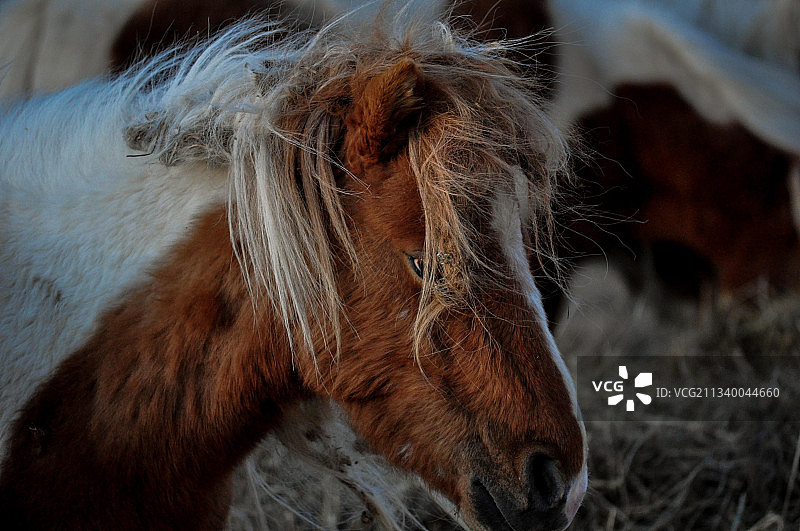 纯种马特写图片素材