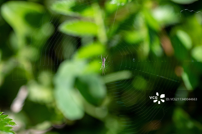 蜘蛛在网上的特写镜头图片素材