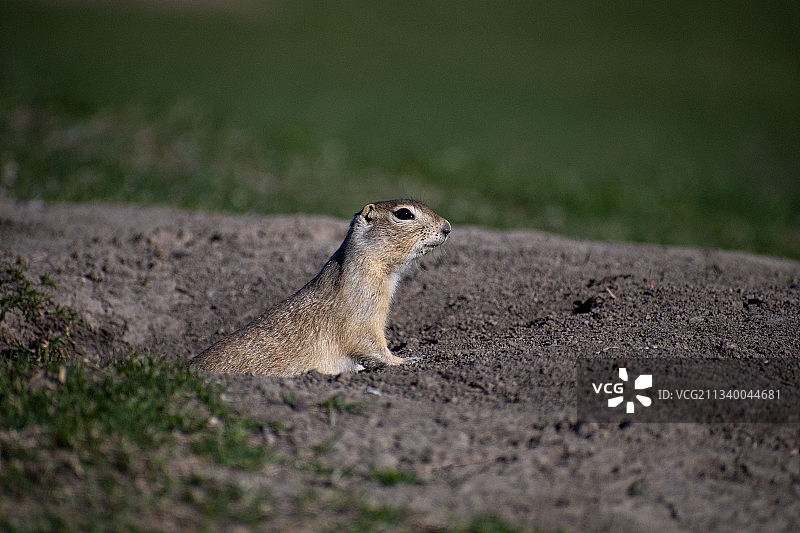 陆地上的土拨鼠特写镜头图片素材