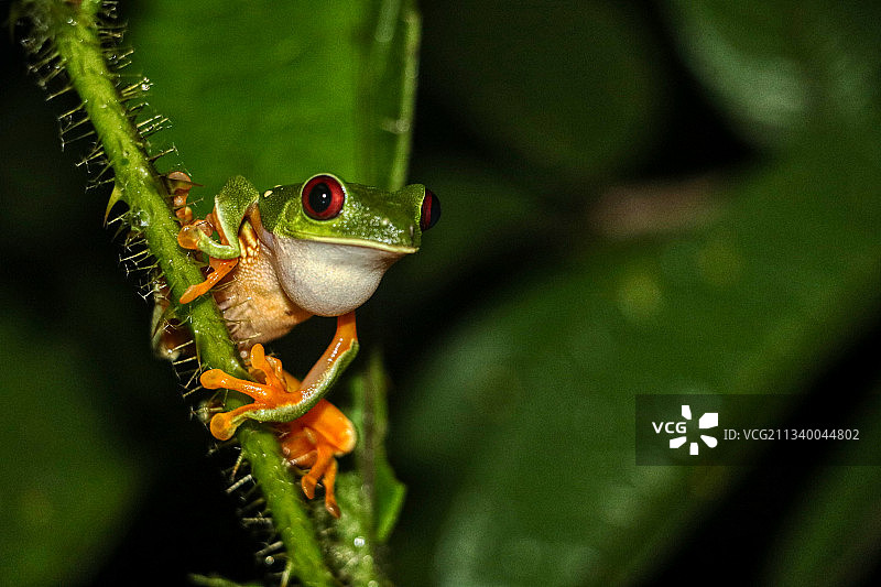 哥斯达黎加蓬塔雷纳斯省树蛙特写图片素材