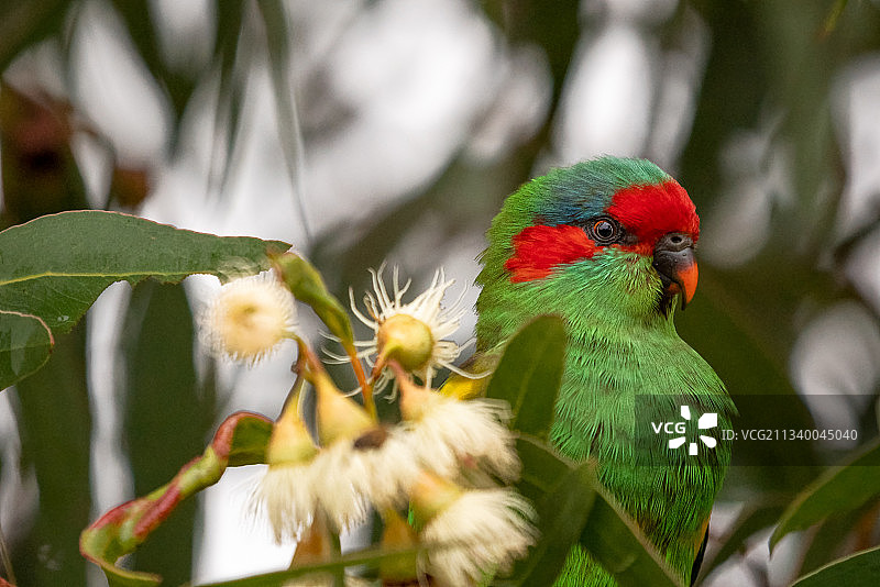 栖息在树上的鹦鹉特写图片素材