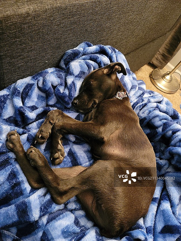 家里的纯种狗在床上睡觉的高角度视图图片素材