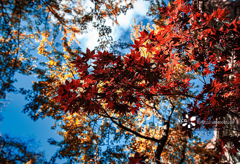 美国洪堡公园的枫树仰视图图片素材
