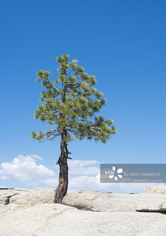 仰视角度拍摄的树木，背景为蓝天，优胜美地国家公园，加利福尼亚州，美国图片素材