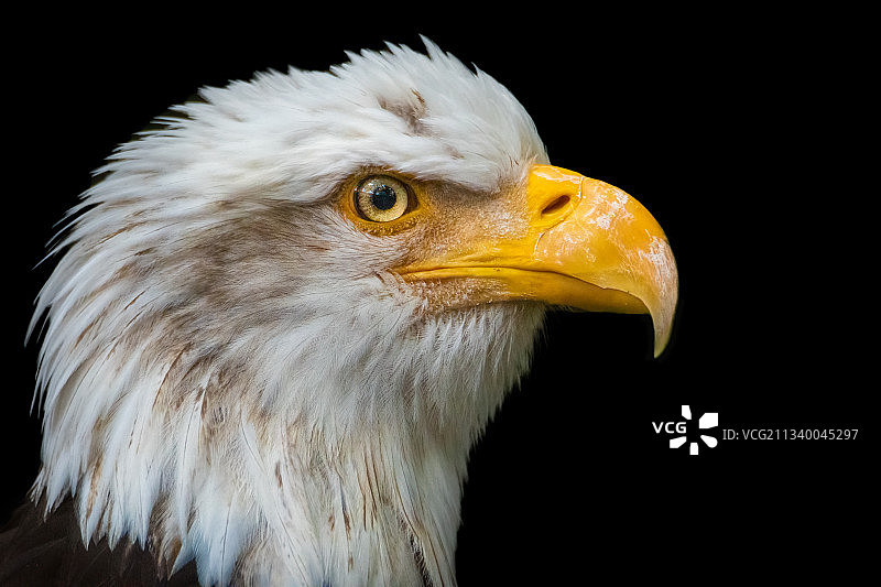 黑色背景下的鹰特写图片素材