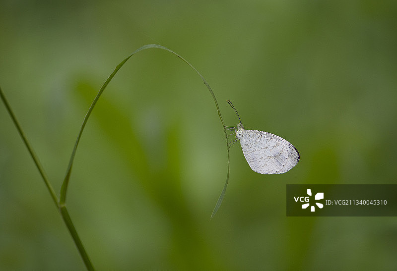 叶子上的蝴蝶特写图片素材