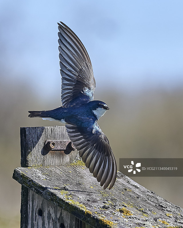 飞过木头的雀形目鸣禽特写，加拿大图片素材