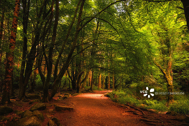 爱尔兰穆克罗斯森林中的空旷道路图片素材