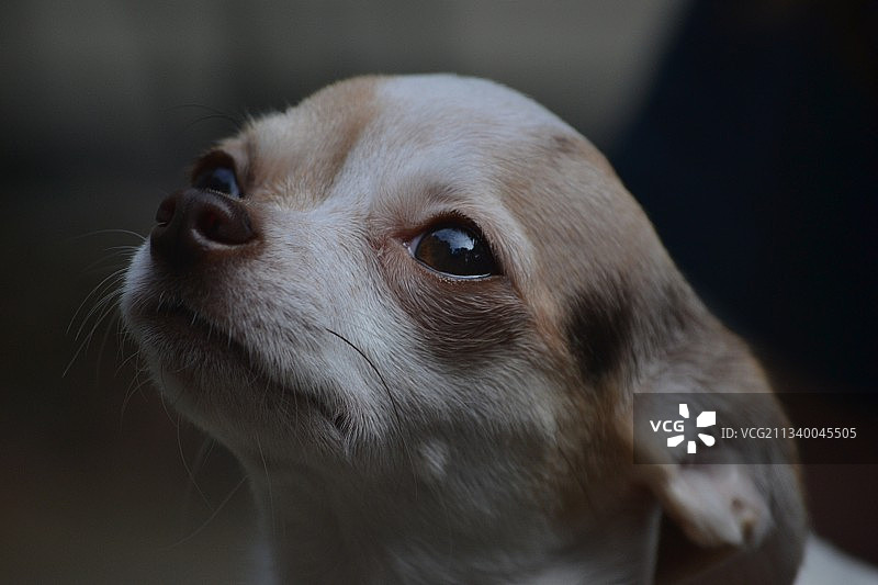 佐治亚州，腊肠犬回眸特写图片素材