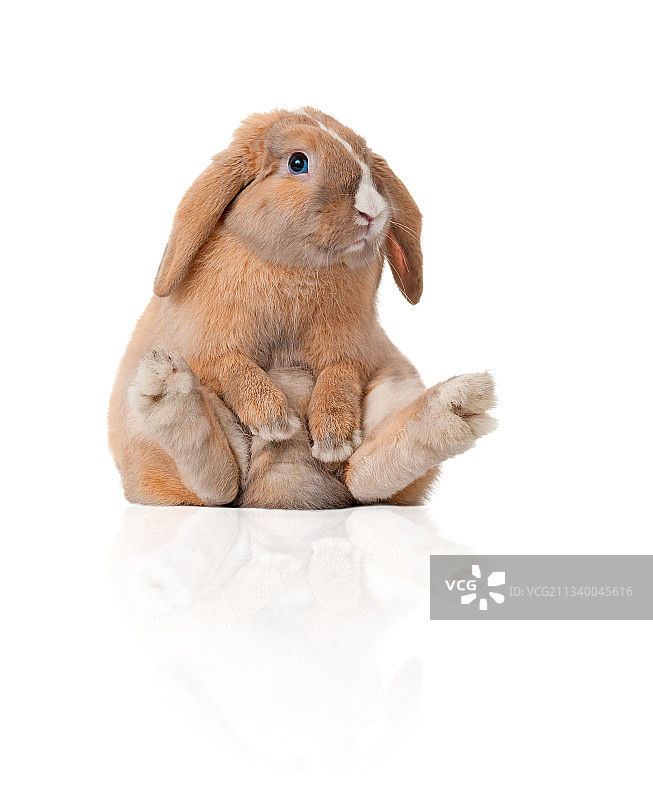 俄罗斯莫斯科白色背景兔子特写图片素材