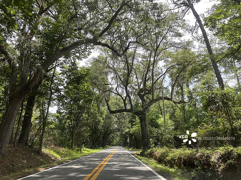 空旷的道路在树林中图片素材