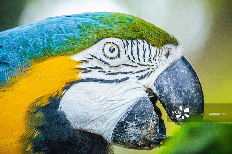 金色和蓝色金刚鹦鹉的特写图片素材