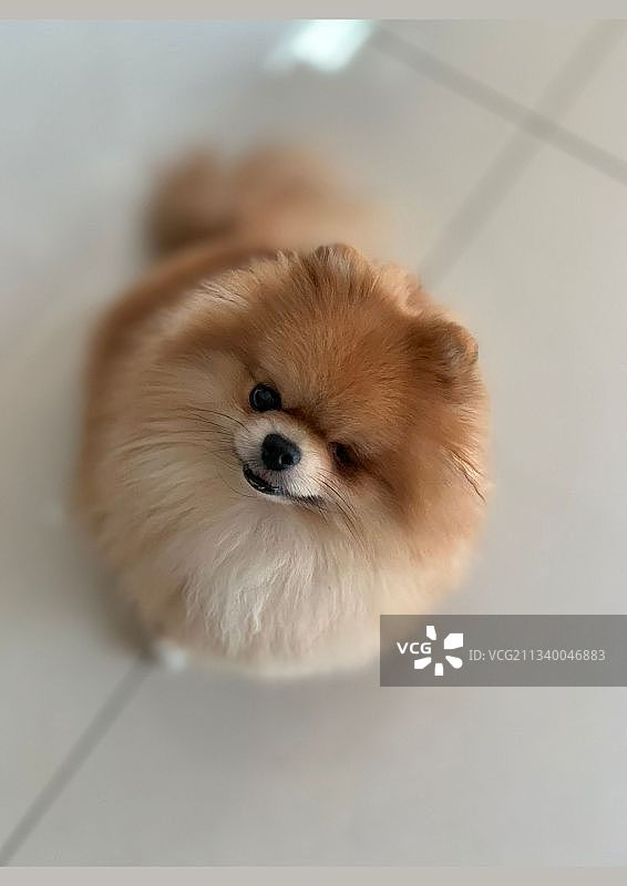 小狗坐在地板上的高角度视图图片素材