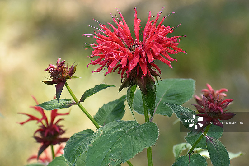 红色开花植物特写，美国明尼苏达州图片素材