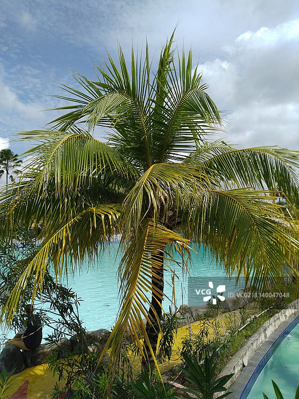 印度尼西亚北干巴鲁天空下棕榈树低角度视图图片素材