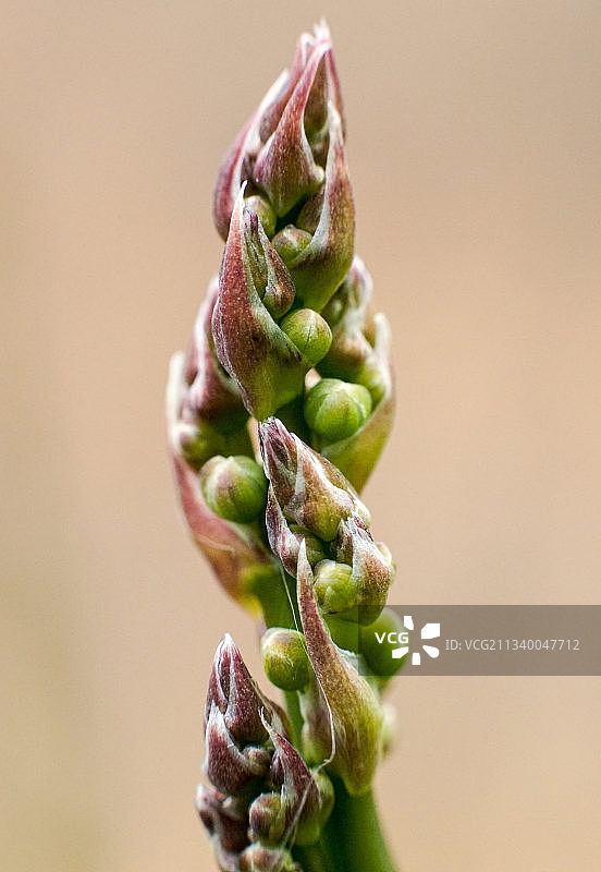 花蕾特写，阿尔萨斯，法国图片素材