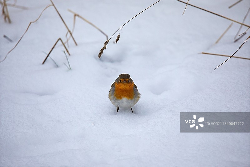 栖息在雪地上的鸣禽麻雀特写，瑞典Dovhjortsstigen图片素材
