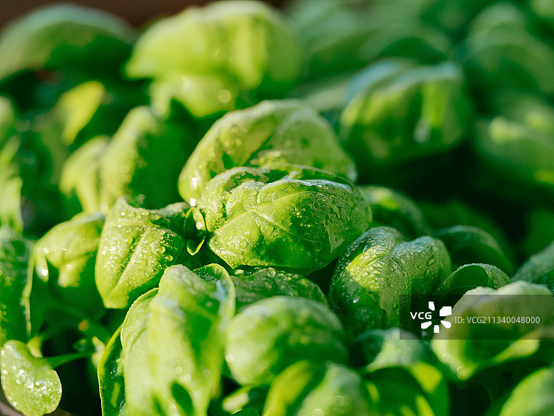 蔬菜全景特写图片素材