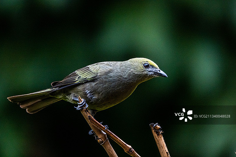 栖息在树枝上的鸣禽特写，哥斯达黎加图片素材