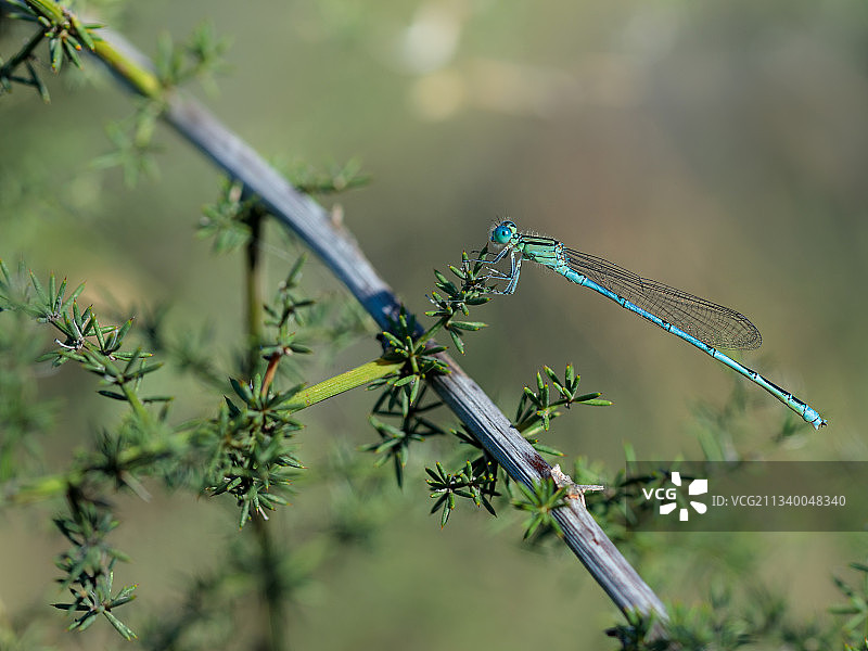 西班牙洛斯巴鲁埃科斯植物上的蜻蜓特写图片素材