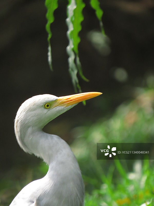 户外白鹭栖息特写图片素材