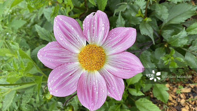 法国佩萨克的湿粉色花朵特写图片素材