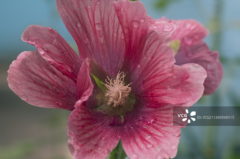粉色花朵特写，俄罗斯别尔哥罗德图片素材