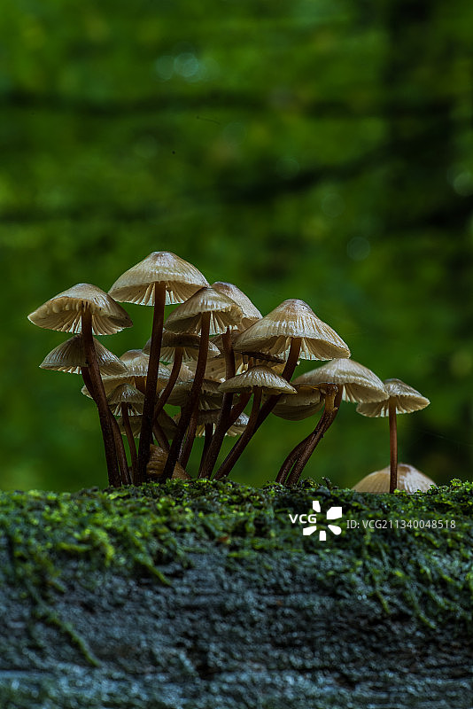 德国埃森树干上生长的蘑菇特写图片素材