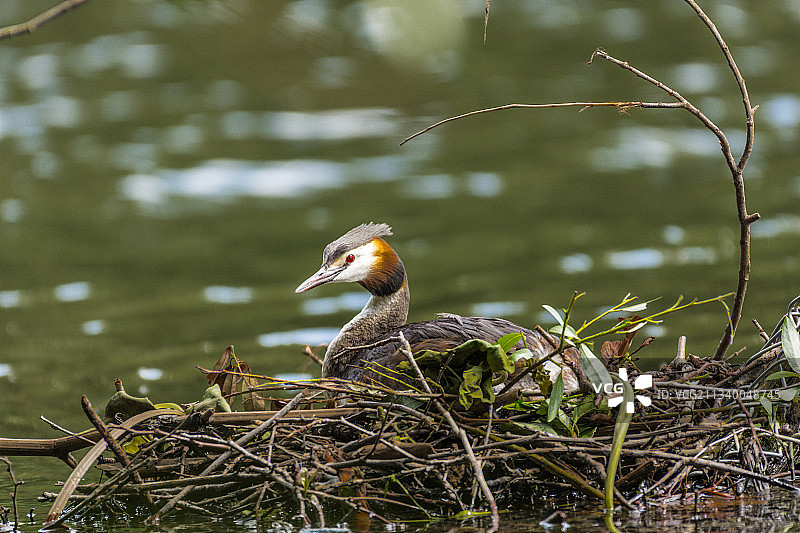 德国埃森的翠鸟图片素材