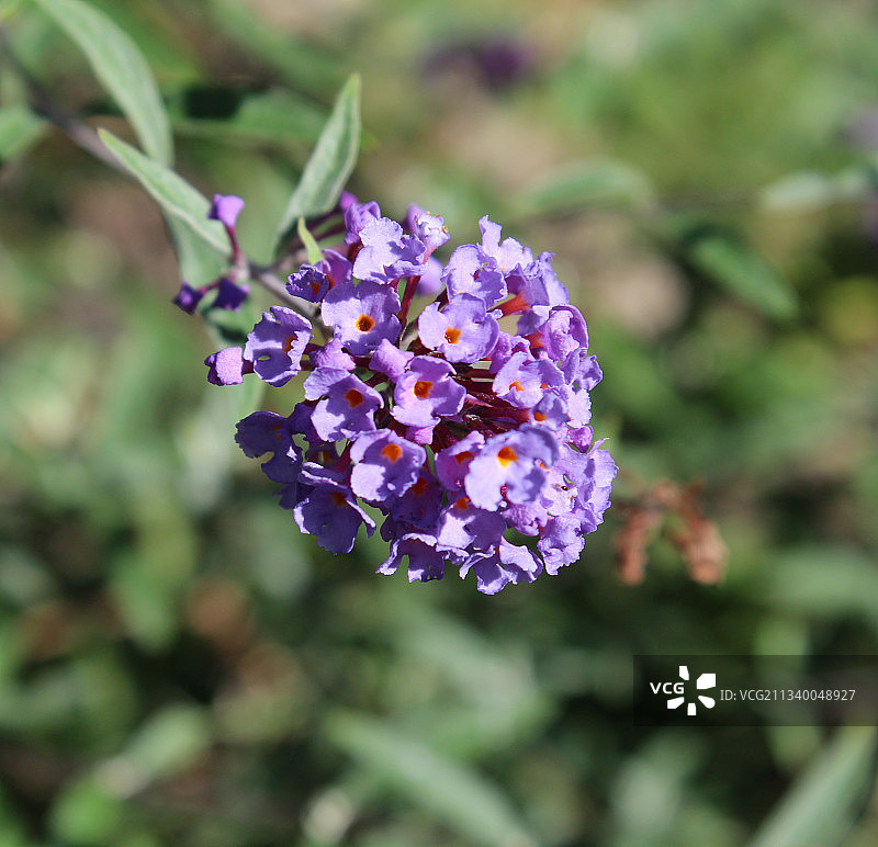 紫色开花植物的特写图片素材